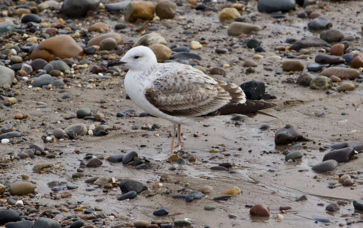 Mark Robanson tweet media