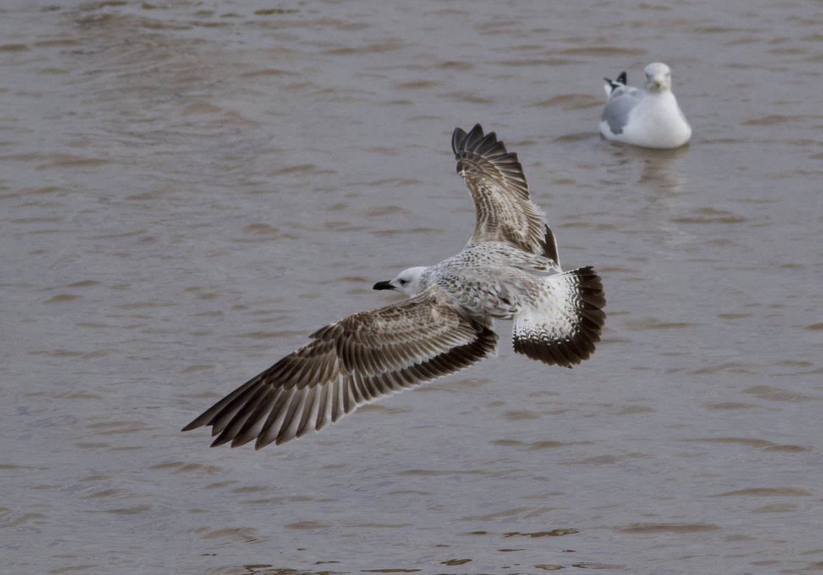 Mark Robanson tweet media