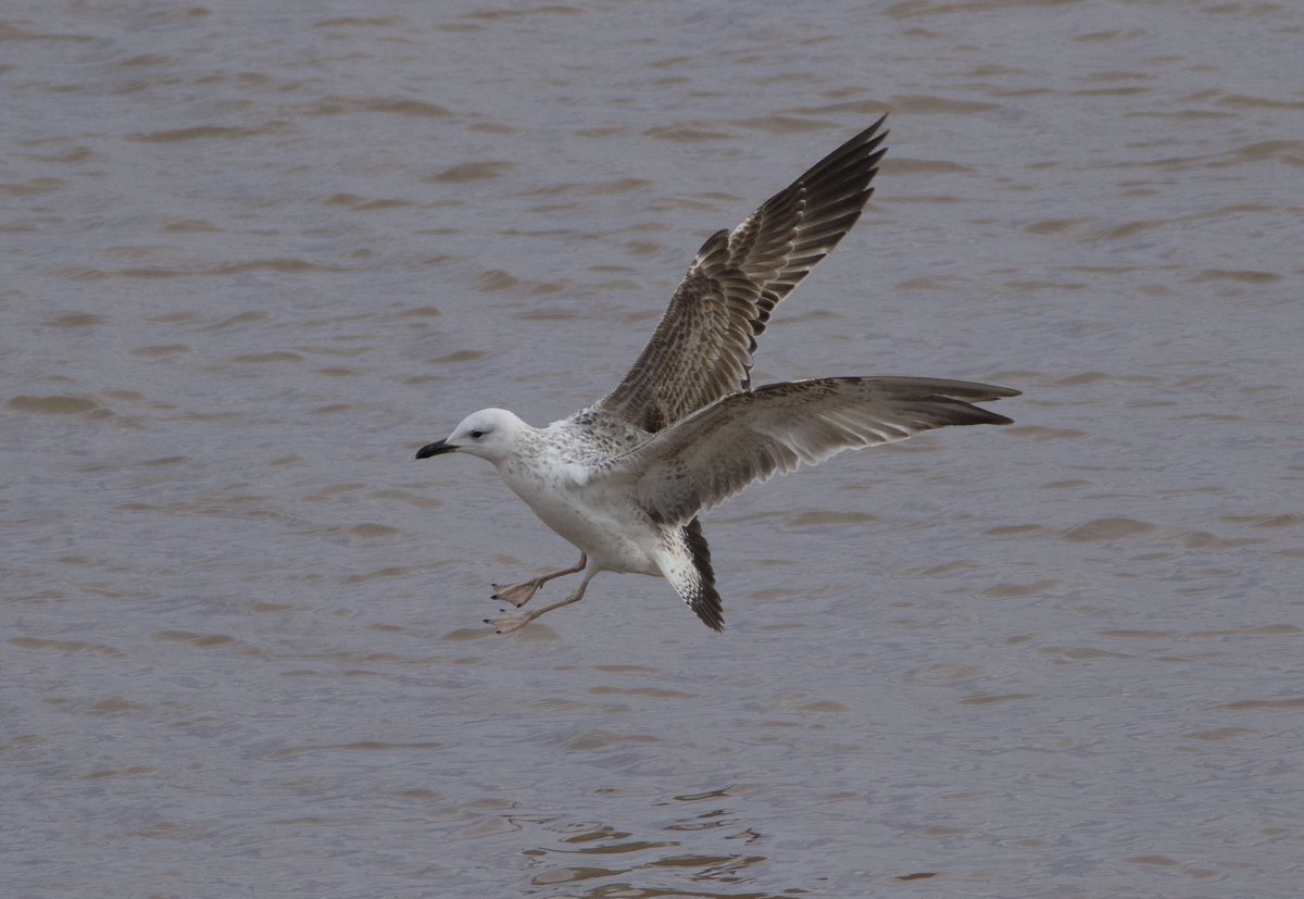 Mark Robanson tweet media