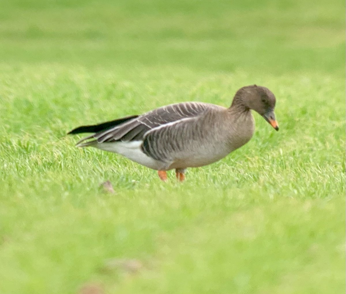 Mark Robanson tweet media