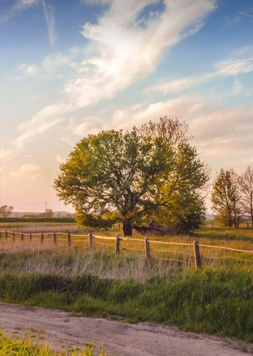 The value of a single tree.... 
QP or share yours.