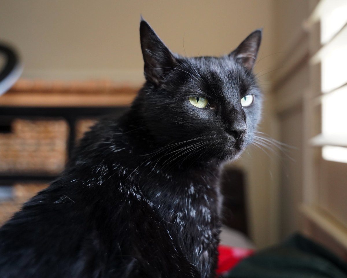 ZolderTheCat's tweet photo. Monday, Daisy is not amused.
#MondayFace #MondaysSuck #BlackCat #AngryCat https://t.co/3g9xuxHBkd