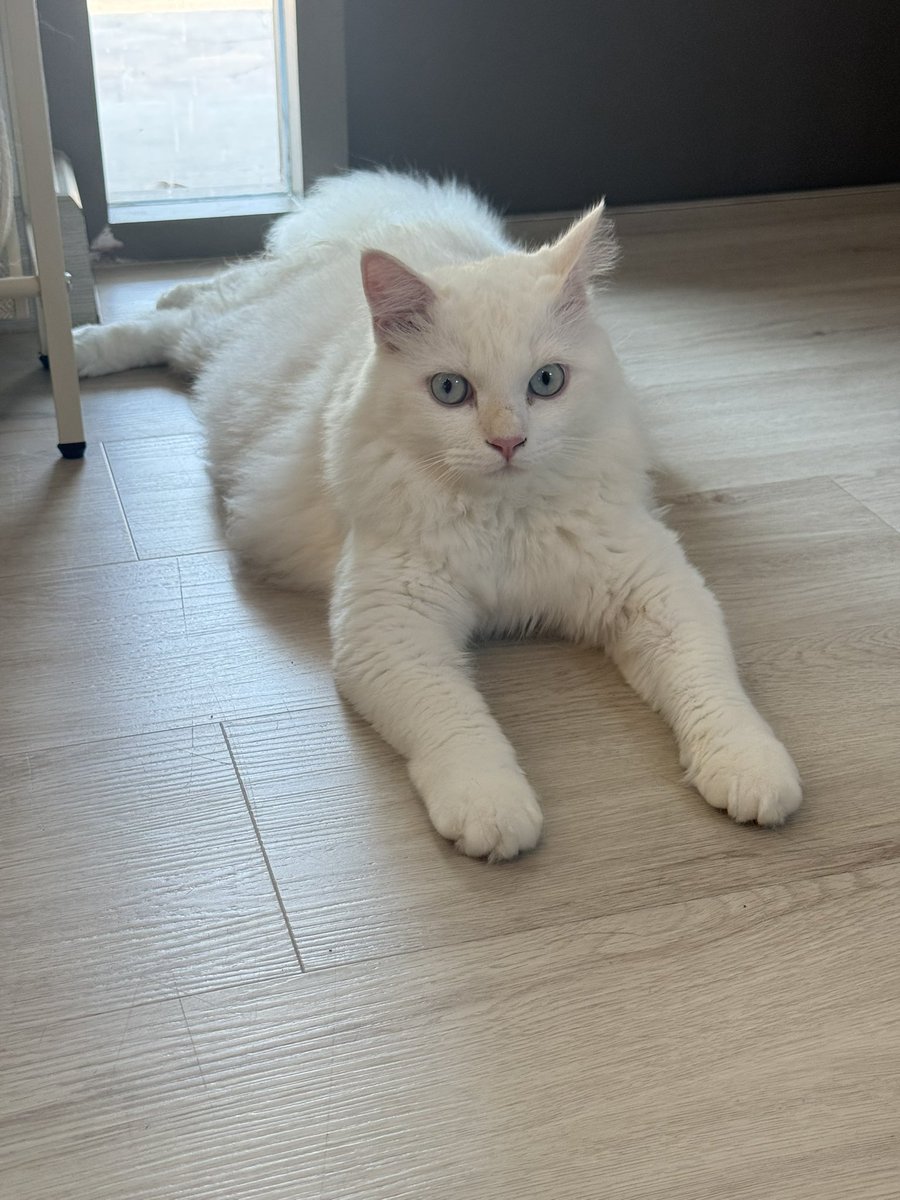 Bonusiie's tweet image. ทายาทบิบิม อาบน้ำ 3 ชม ขนแตก