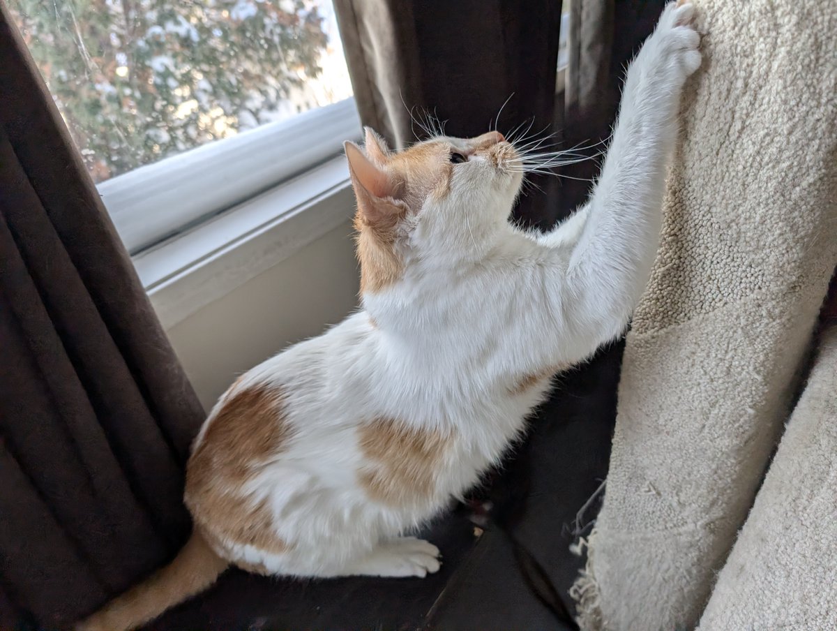 I is leen
And I is stwong
I weach up hi
I stwech out long

I sharp my claws
For zombee fites
I RAWRR to show
My big fearse bites

#CheddarPoetry #Stwech #IHasBigBoyStwongMussles #FiggyStillNotGotsMussles #HeStillAllSoftAndBaby #MamaKlippyMyNails #ISharpDemAgen #BiteBiteBite