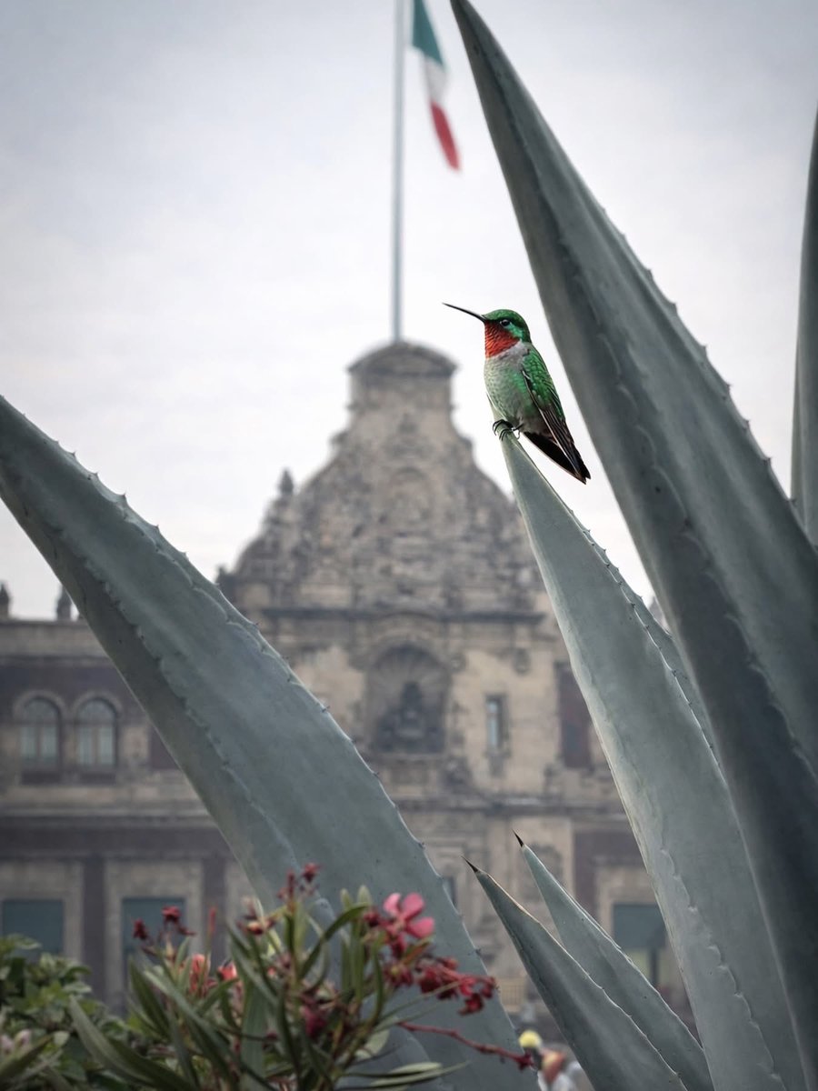 Xolotl Huei Tecutli tweet media