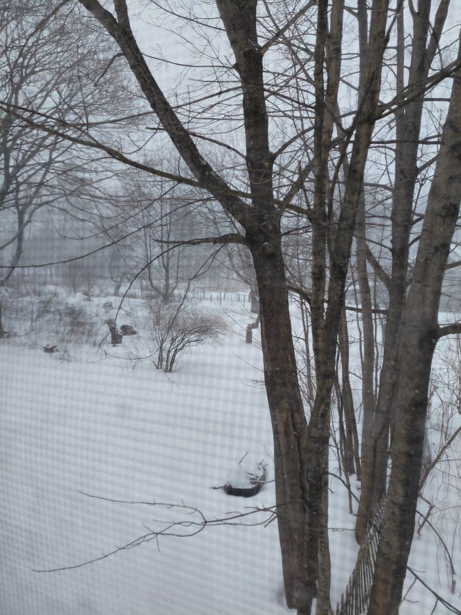Witnessing my first blizzard and this stuff is coming down so hard!