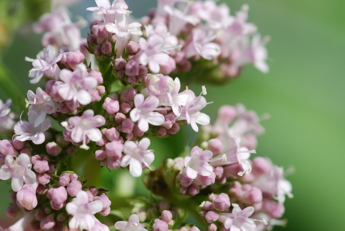 You already know that valerian works when it comes to helping you sleep. But you may be surprised both how well it works and how fast! Check out these important studies: tinyurl.com/yva7tzt3
#sleep #insomnia #valerian