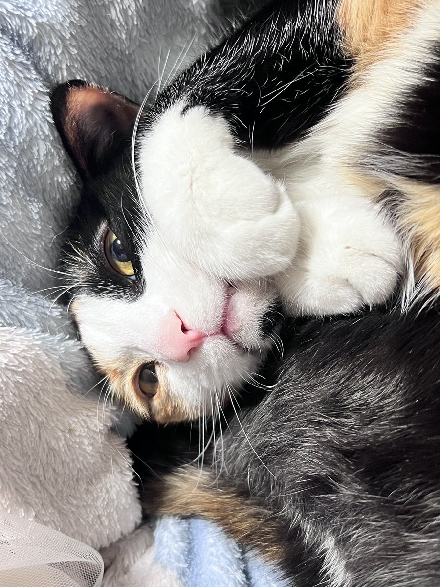 냥생떡상 tweet media