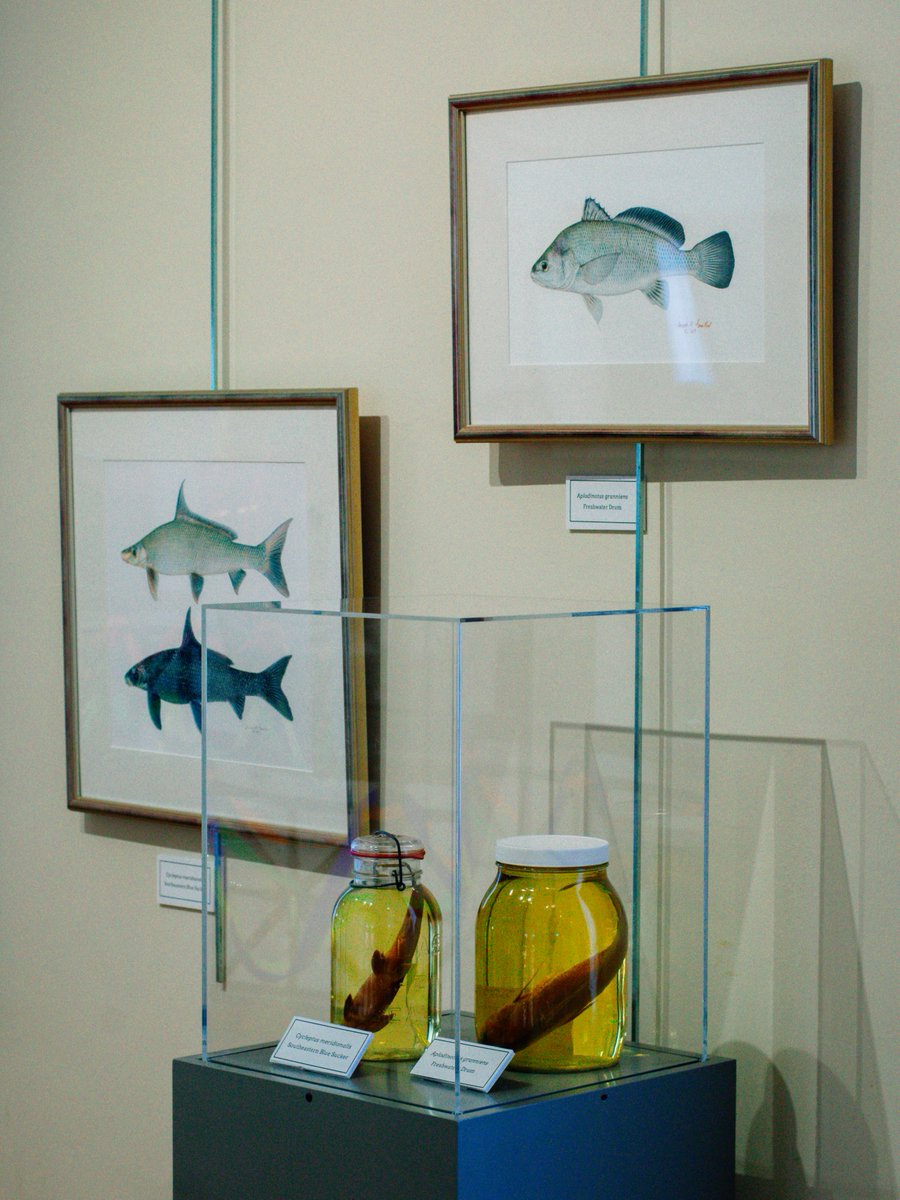 Alabama Museum of Natural History tweet media