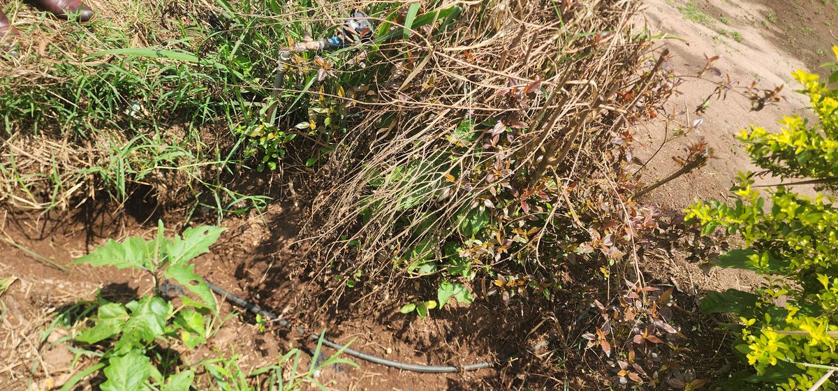 Joseph Mulinde tweet media