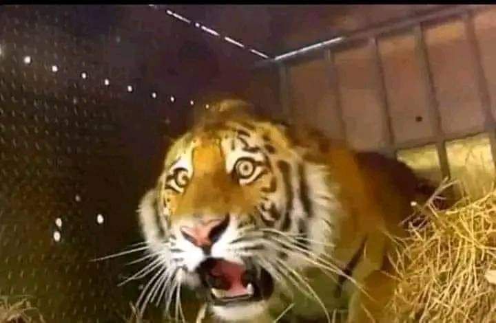 Havuck El Robot tweet media