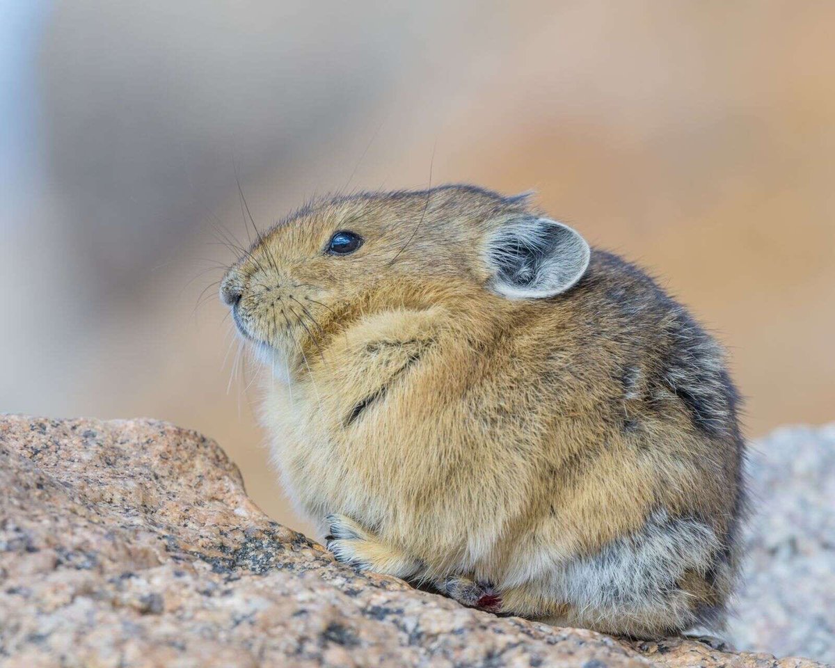 Cowboy Chris tweet media