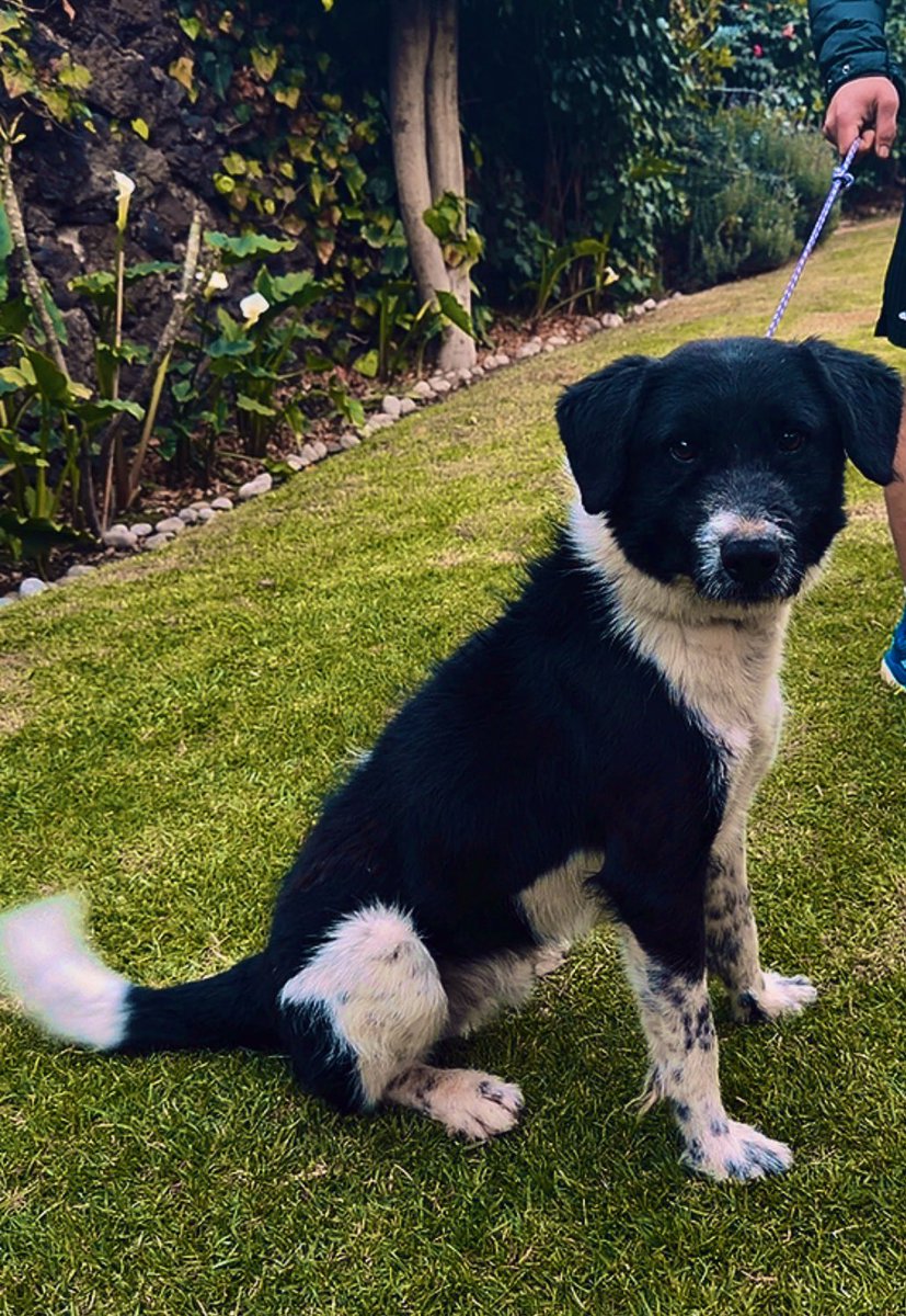 Oz (Peke’s Garden) tweet media