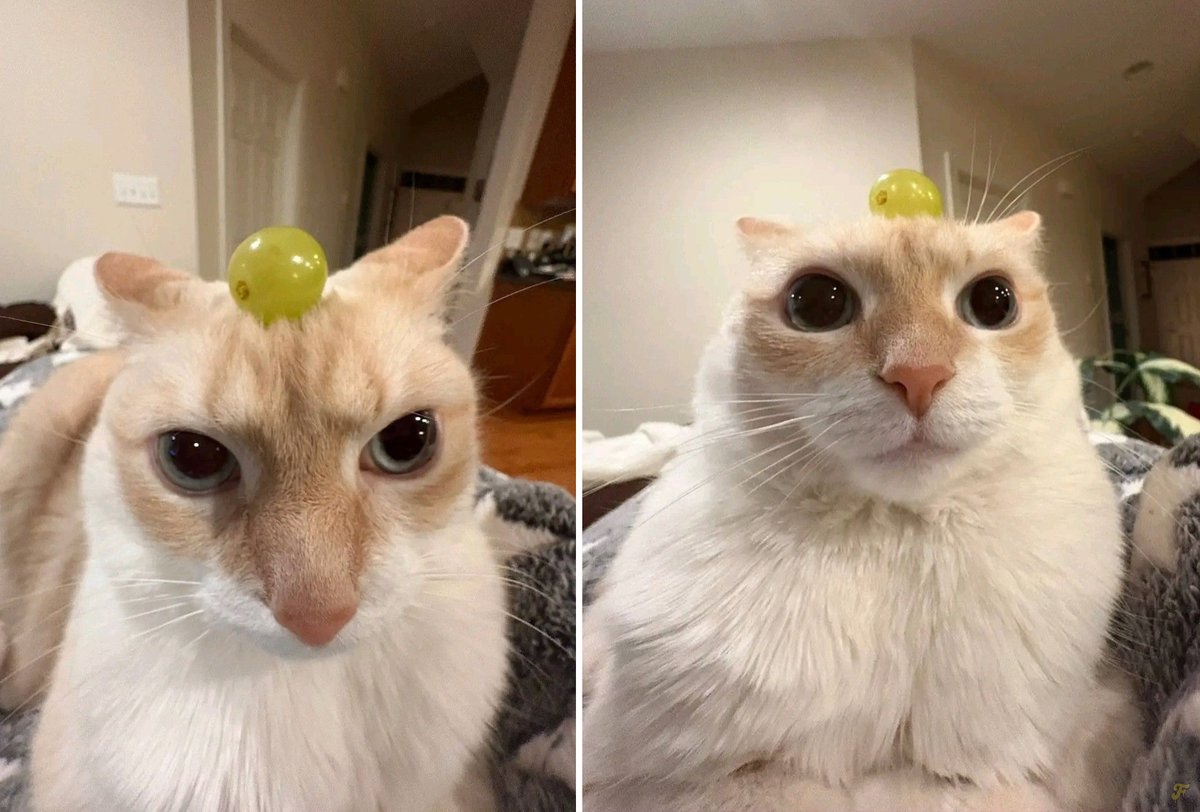 i like food (@messedupfoods) on Twitter photo 