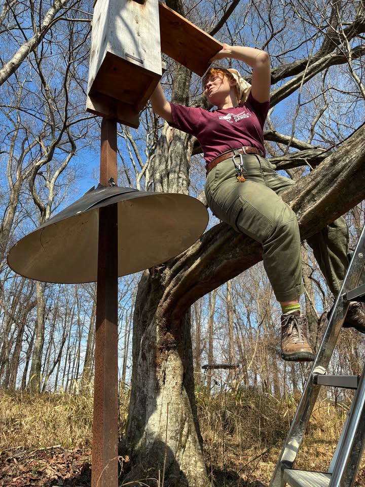 WakeGovParks's tweet photo. Last Thursday, #YatesMill park staff repaired and cleaned Wood Duck boxes for nesting season. Thanks to @NCState's Leopold Wildlife Club for monitoring their success all year! https://t.co/NN9JlToB6m