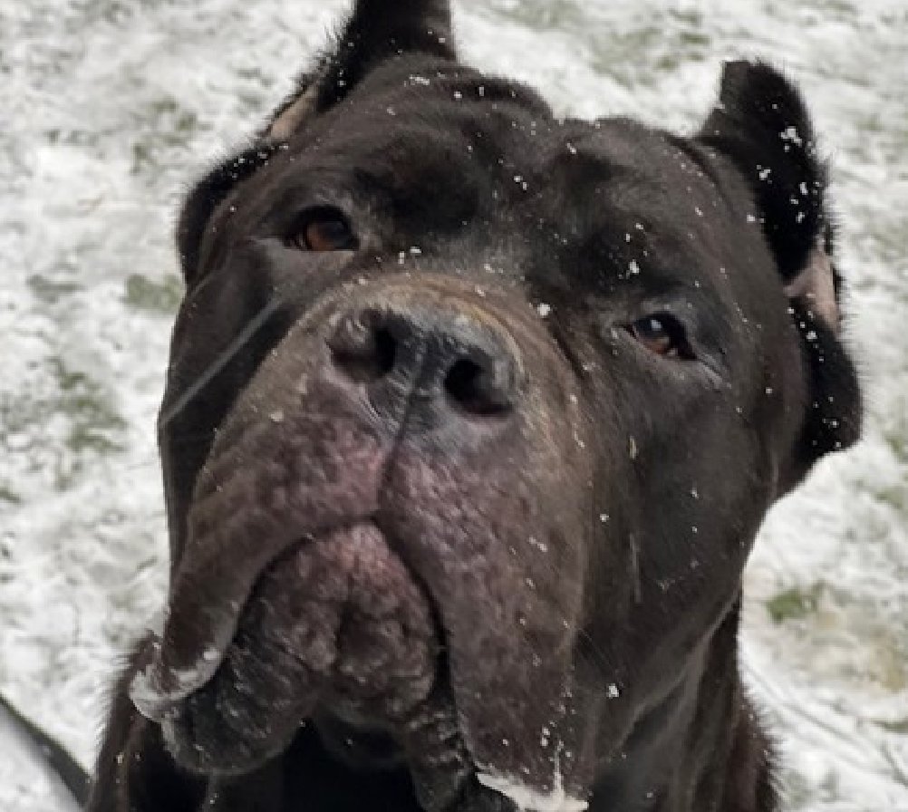 Don't mind me... 
Just a #BIGLOVE 
Out in the snow 

Parsley
Kill Listed for tomorrow 2/24 
nycacc.app/#/browse/247158 
#FostersSaveLives