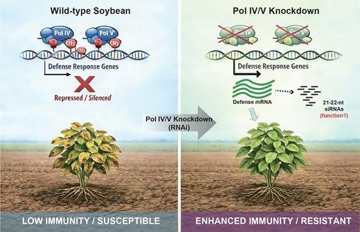 ThePlantCell's tweet photo. Soybean RNA polymerases IV and V repress defense response genes and plant immunity (Xufeng Wang , Brandon H Le , Ye Xu , Penglin Sun , Min Qiu , Yao Zhao , et al) https://t.co/iceFkY1pXE @Xuemei_RNAlab @ASPB #PlantSci https://t.co/gPgeluKplT
