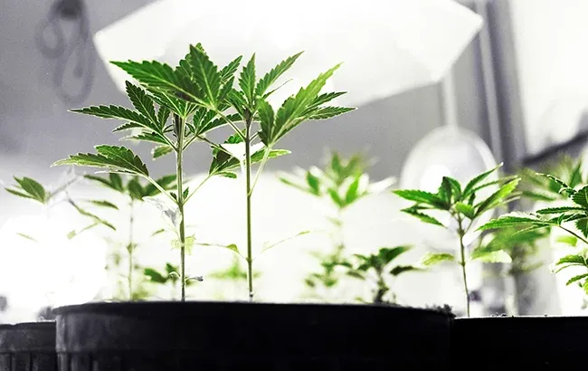 Growers Choice Seeds tweet media