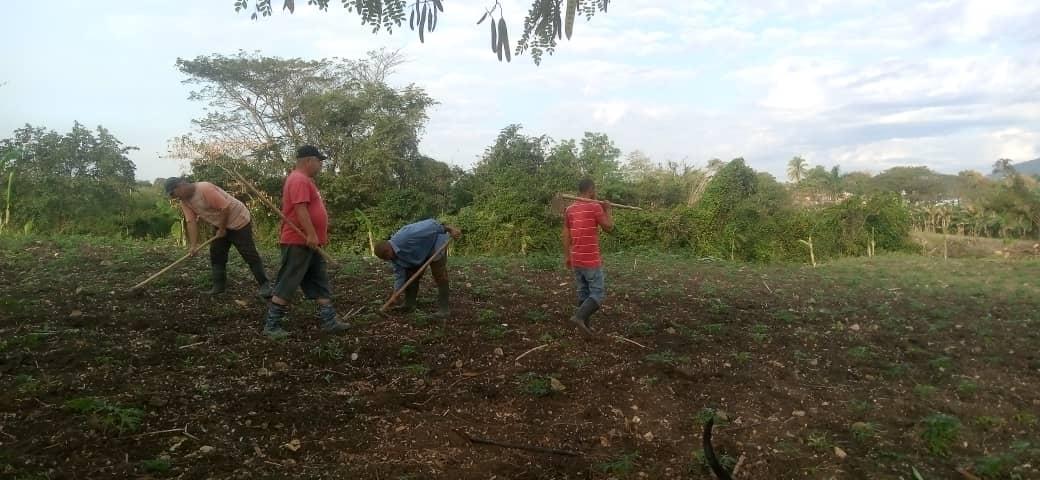 Trabajo Voluntario este domingo en #FlorenciaVaConTodos los cuadros del Consejo de la Administración y la asamblea participamos en el organopónico La Lechuga  apoyando en la producción de alimentos. #CubaEstáFirme #FlorenciaVaConTodos