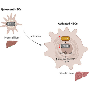 Cell Metabolism tweet media