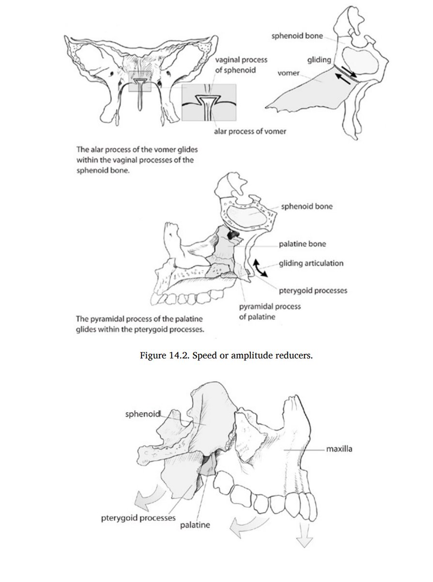 Here are some more visuals for understanding the behavior of the hard palate (maxillae) during breathing. Note how there are several other moving parts behind the scenes that are equally as important, mainly the sphenoid bone.