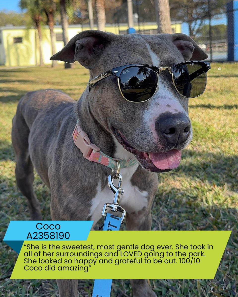 Miami-Dade County Animal Services tweet media