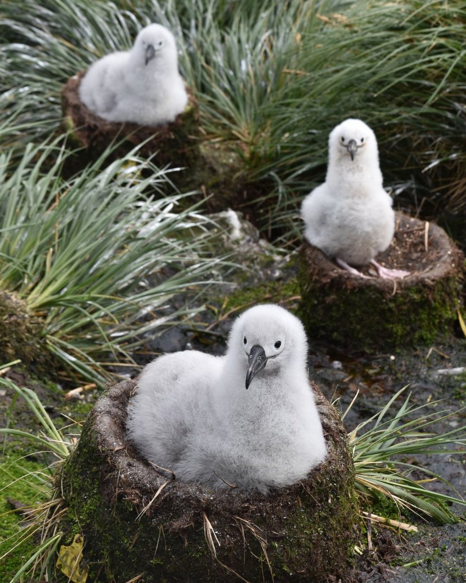 Snowball tweet media