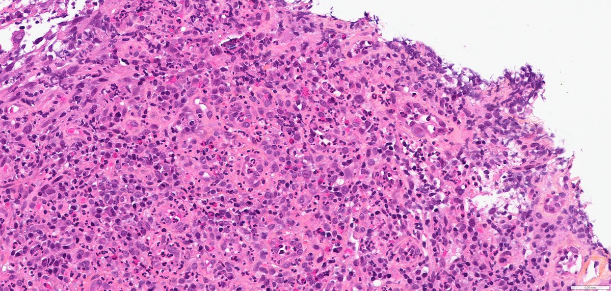 Ana-Maria Catana tweet media