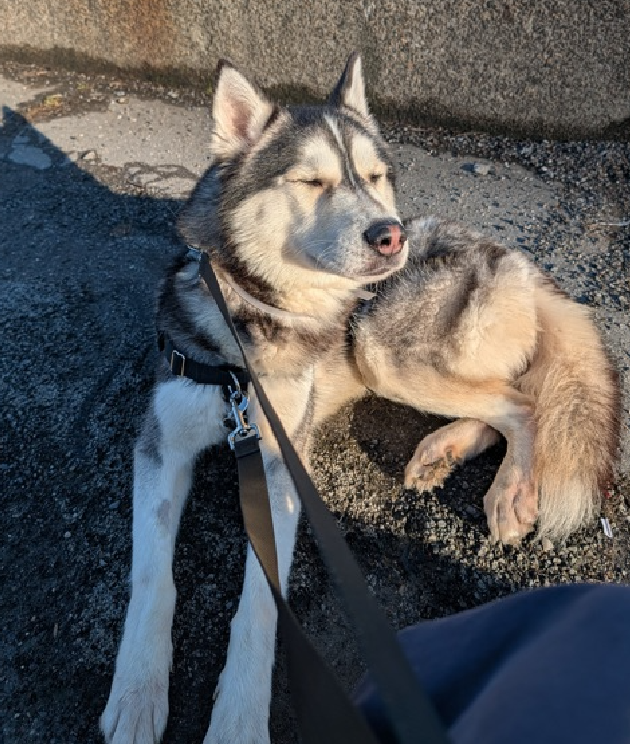 NMBewitched's tweet image. Crouton manifesting a #Blizzard 

Your welcome #NYC 
Kids have fun on your #SnowDay