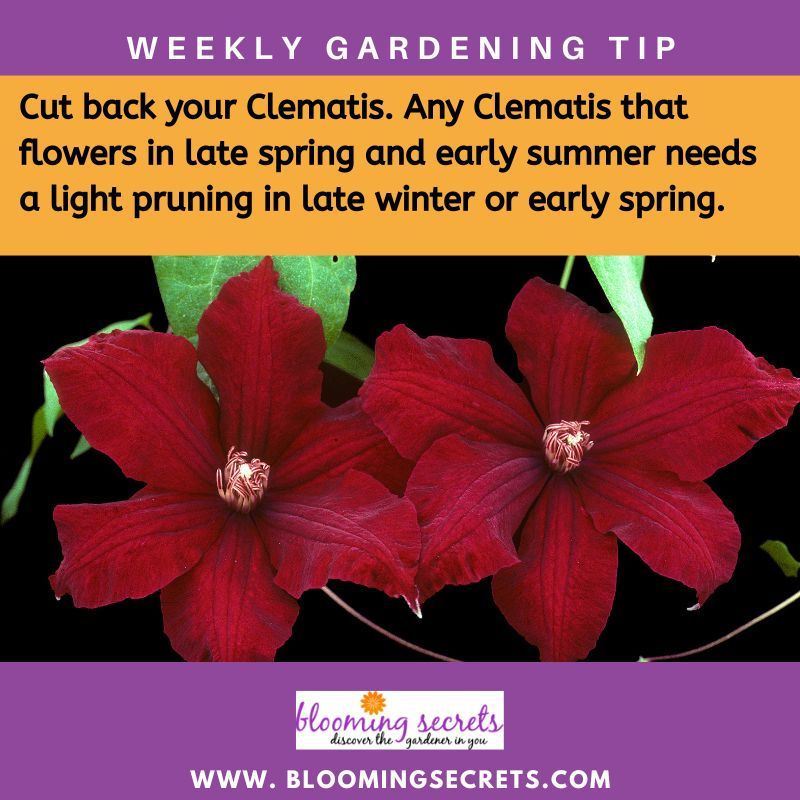 Tip Of The Week
See Our Tip On Caring For Clematis Plants