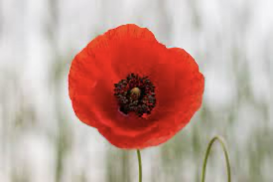 La mattina del #28febbraio 1944, giorno del suo 61° compleanno, #TommasoDAmico venne fermato in località #Scosse (#Chieti) da alcuni militari tedeschi, che lo fecero prigioniero e lo costrinsero a spaccare legna per tutta la giornata. La sera lo uccisero senza alcun motivo.