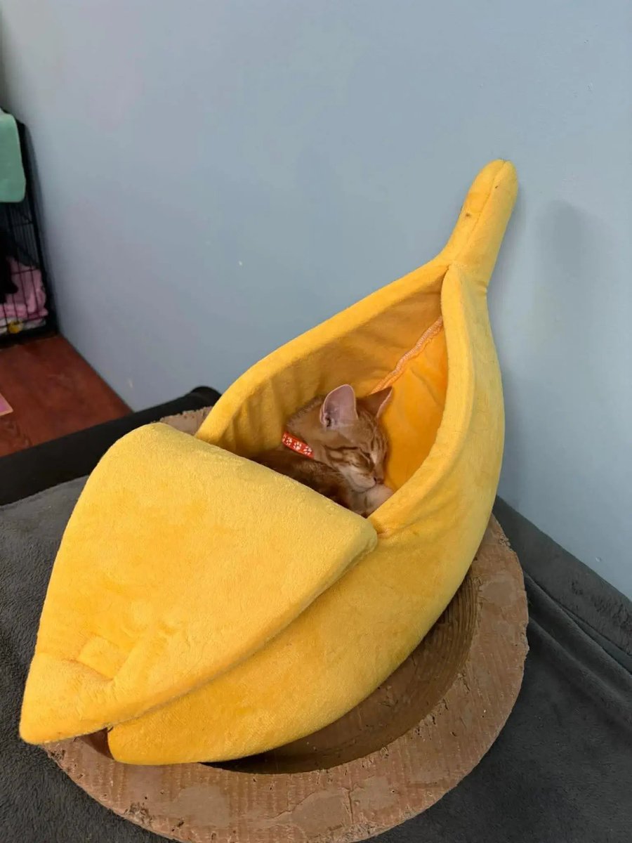 It’s the banana at our cat shelter again❤️❤️