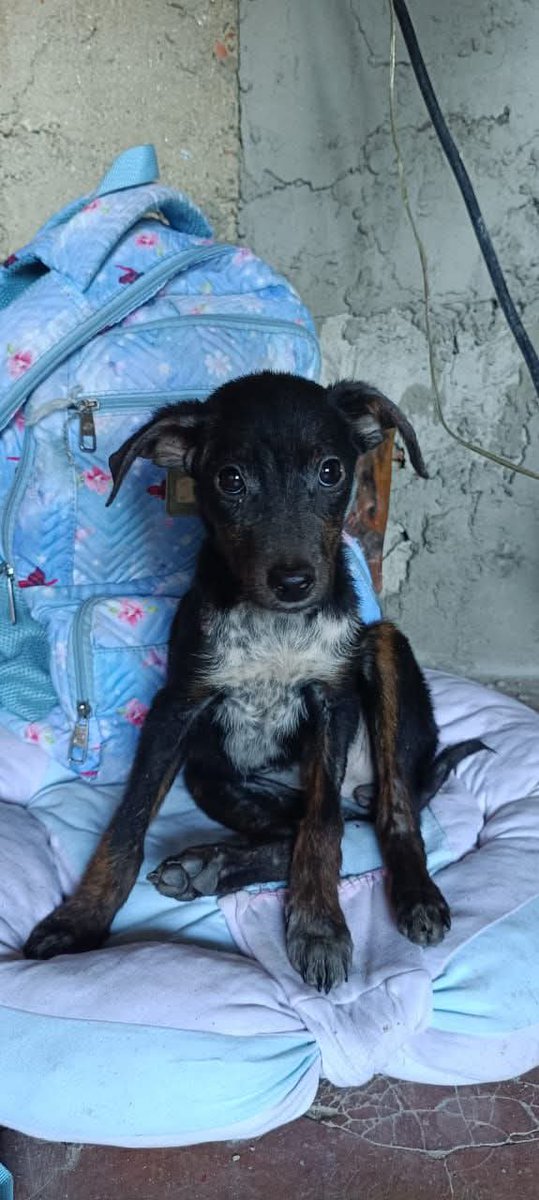 Aún se sigue  en busca de un hogar para ella 
Caracas 
WhatsApp 04129265414