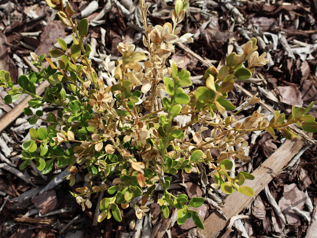 WDCGardener's tweet image. Boxwood Blight or Burn? Know the Signs in the February 2026 issue of Washington Gardener Magazine. See washingtongardener.blogspot.com/2026/02/februa… 
#gardendc #boxwood #gardening