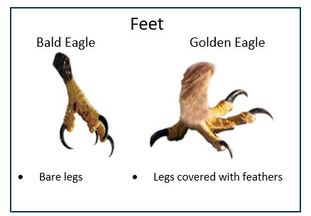 SoCoPoodle's tweet photo. @VoyaWolfProject I agree that it's a young Golden Eagle ... https://t.co/7bgbzHIIMd