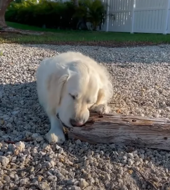 Golden Ratio - On this day tweet media