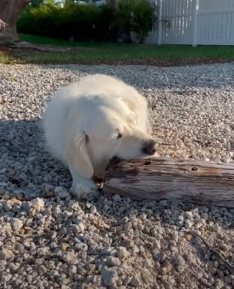 Golden Ratio - On this day tweet media