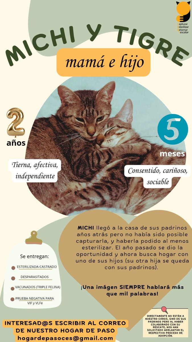 🚨COMPARTO🚨
Michi fue rescatada y estaba embarazada, sobrevivieron dos de sus bebés. Una ya consiguió hogar y el otro es el que está en la foto. Son super chicles y para no separarlos, los dan juntos en adopción. Son una dulzura 🥹
Ayudemos a Michi y Tigre a conseguir casita