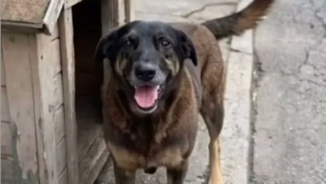 manuelkobel's tweet photo. NÃO PODEMOS DEIXAR CAIR NO ESQUECIMENTO A BRUTALIDADE
DESUMANA QUE ALMAS DESUMANAS FIZERAM COM O CÃO ORELHA.
A PUNIÇÃO TEM QUE SER SEVERA
AOS MENORES DELINQUENTES E 
TAMBÉM AOS PAIS DELES,POR TEREM CRIADO MONSTROS EM VEZ DE EDUCAR SEUS FILHOS. https://t.co/GKFhS8TAFc
