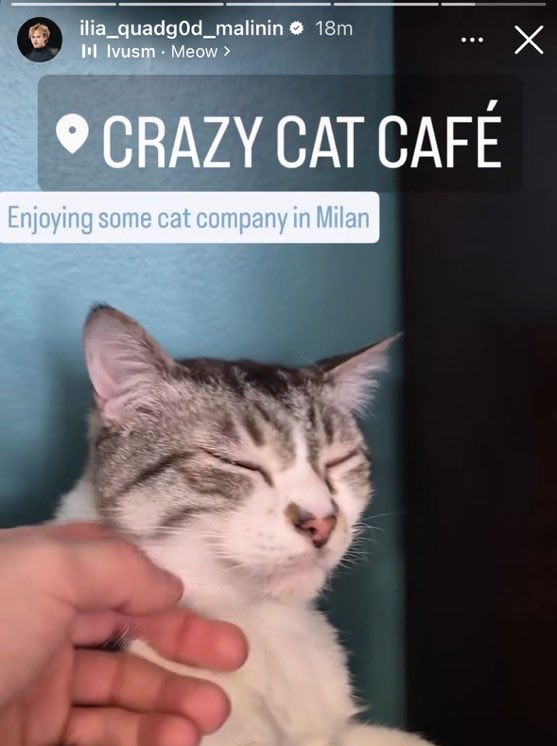 ilia said forget the medal how do I take home one of these cats