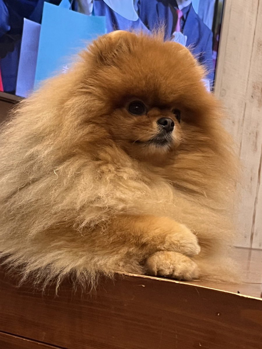 URI( ˊ̱˂˃ˋ̱ )🍊Level Ⅳ tweet media