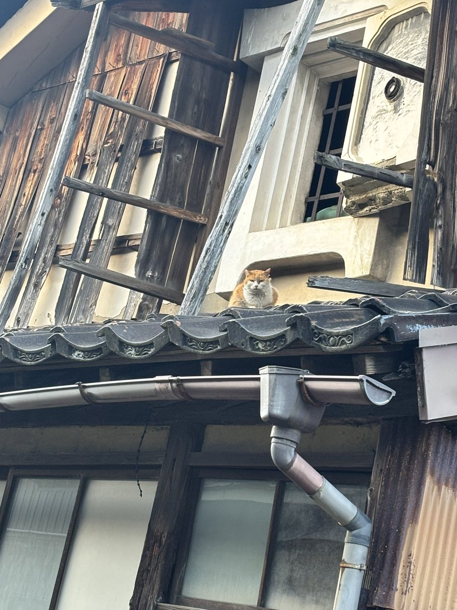 離脱してました〜
あまり交流できなかったけどお写真沢山撮ってもらえて嬉しかった🥹
イベ後のポトレ撮影も楽しかった🐱💐