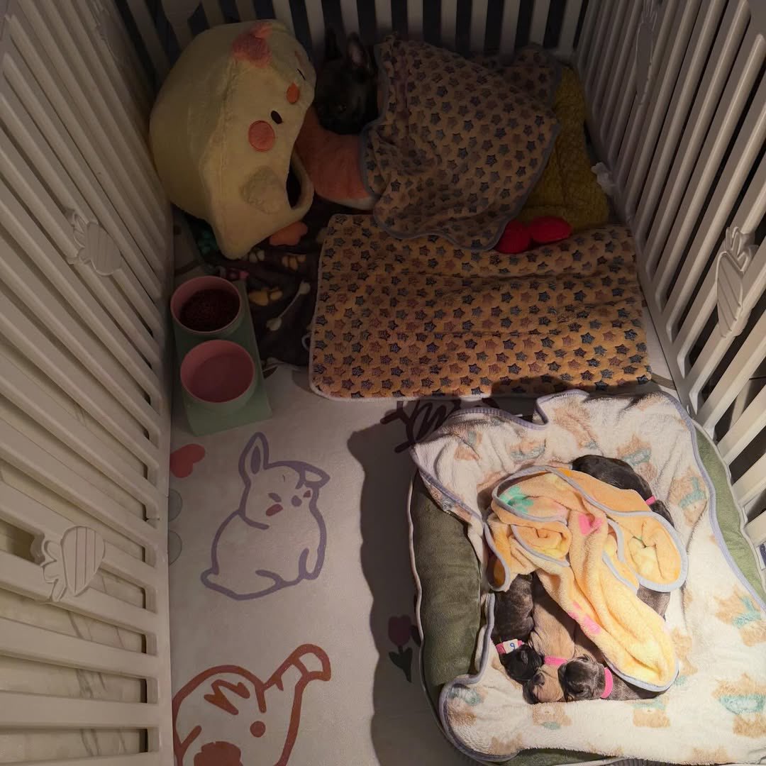 260223 belly.tiny.gummy IG
“Belly + Tiny = Little Frenchshund babies🐶”