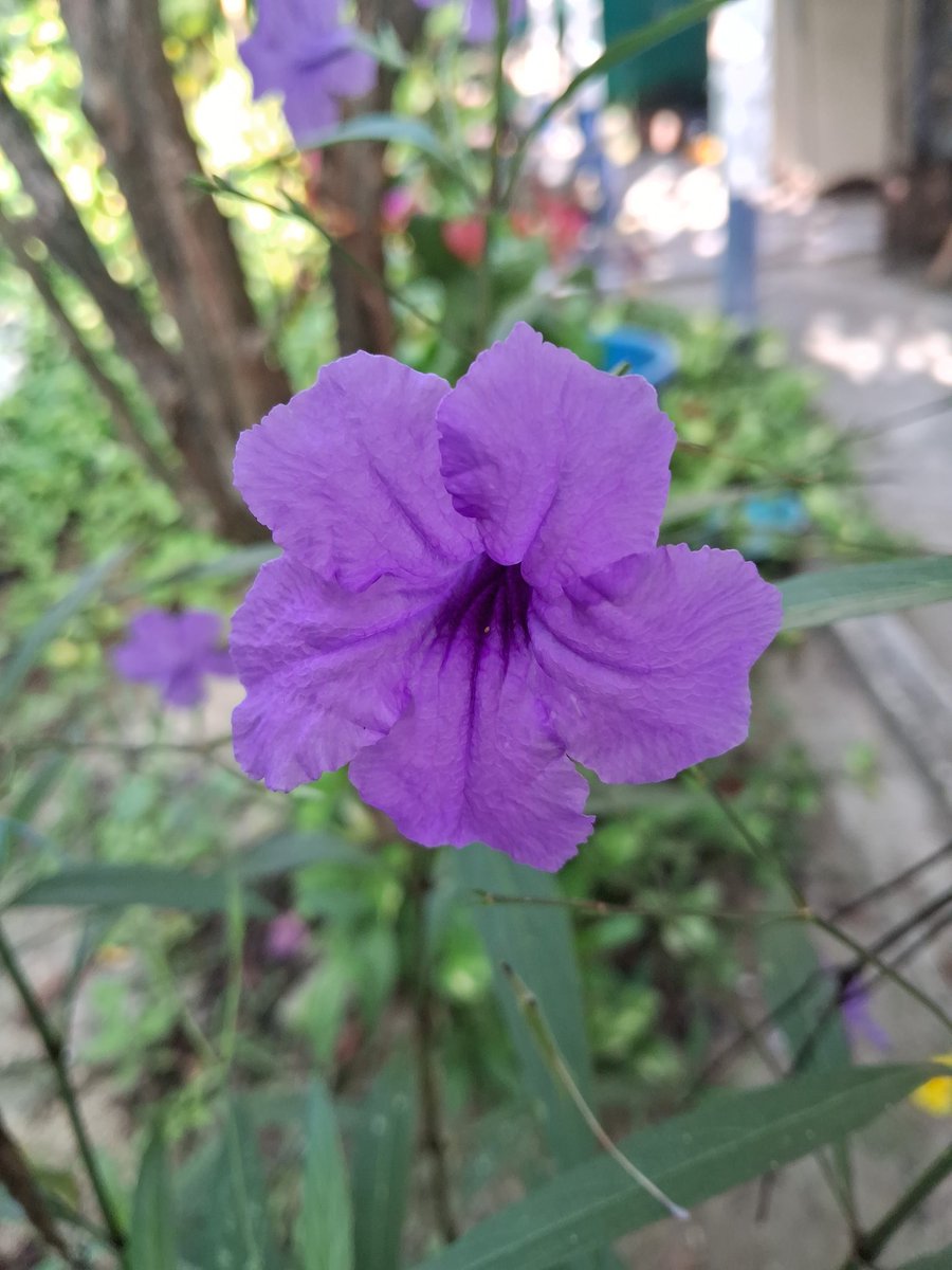 no conozco morelia pero existen estas moradas