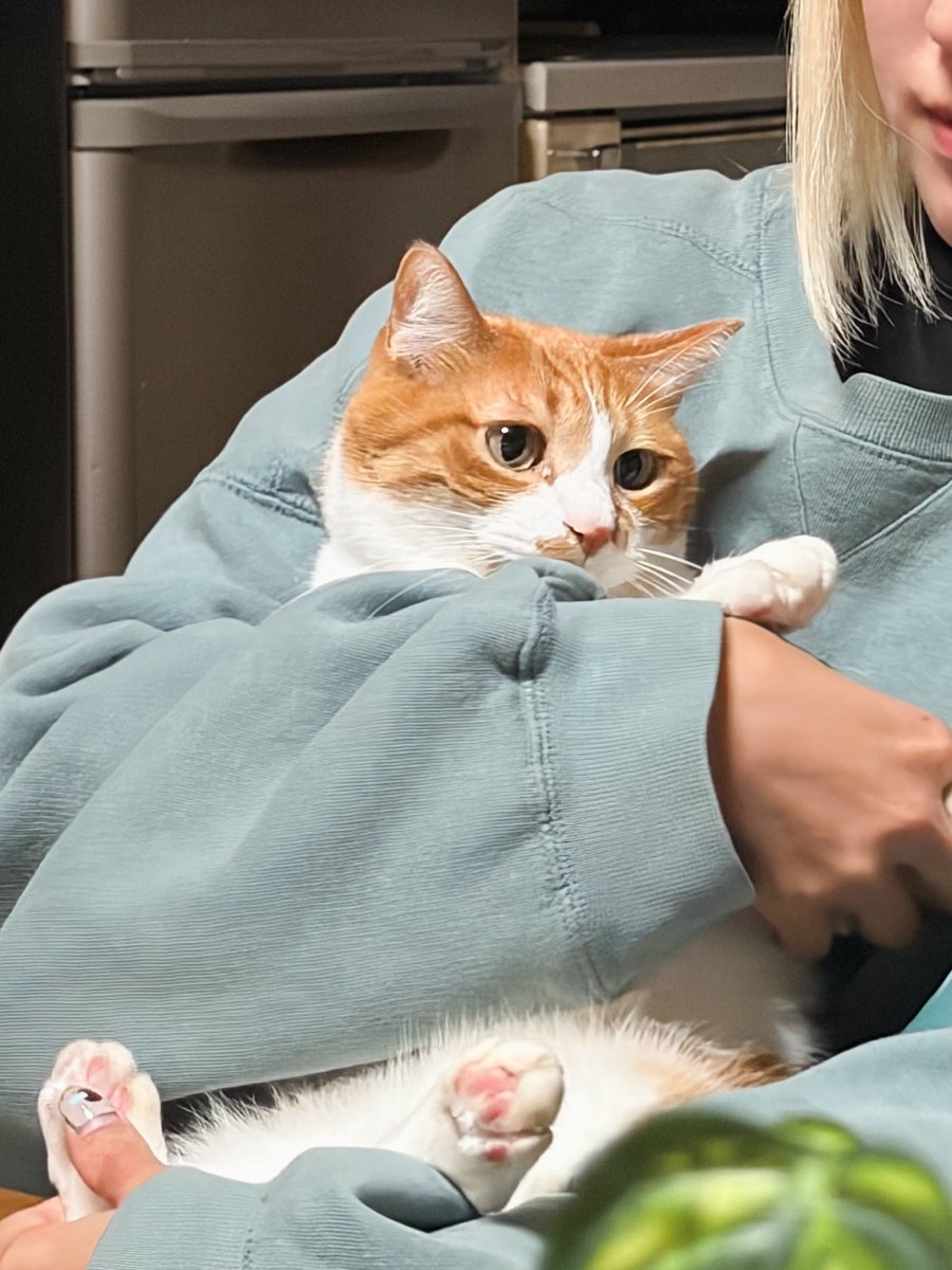 みち草 tweet media