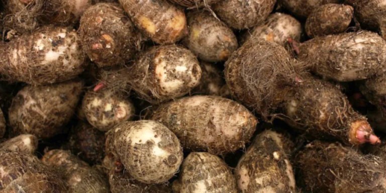 buzzhub75's tweet photo. Cocoyam doesn’t make noise… but it feeds families😎

Low input. High resilience. Reliable yield.
That’s smart farming!

#Cocoyam  #Fieldfocus https://t.co/CwoHU5iJ7F