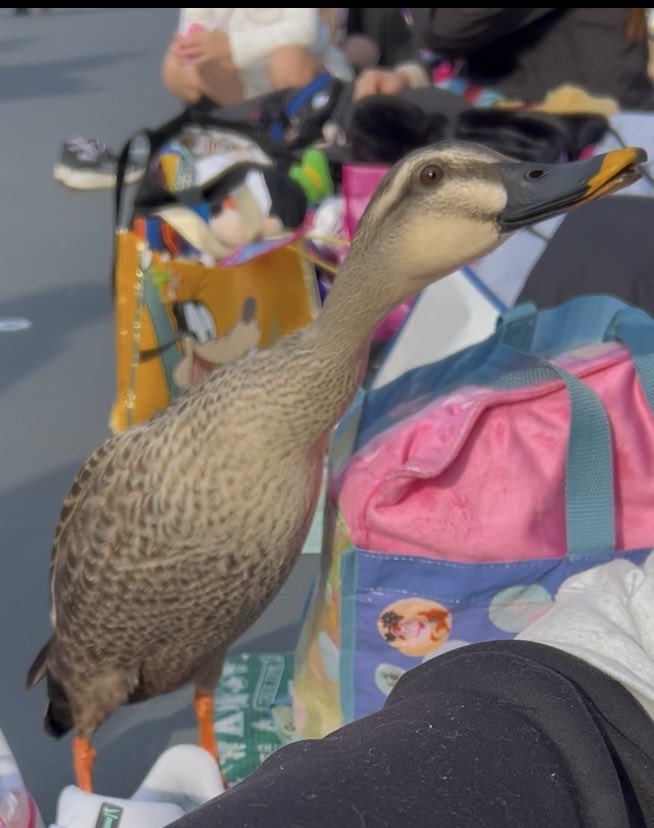 シンデレラ🏰🏰 tweet media