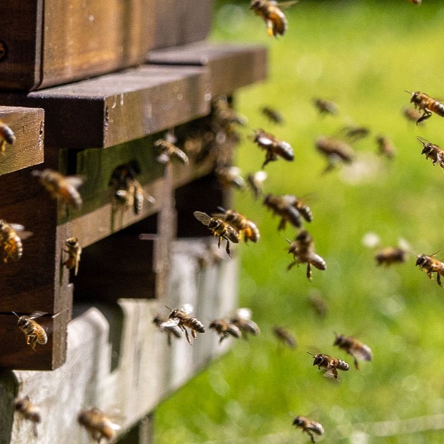 Pitchcare's tweet image. As sustainability shapes modern turf management, greenkeepers are exploring practical ways to boost biodiversity. Introducing honeybee colonies is one highly engaging and effective approach.

Find out how here 👇
pitchcare.com/blogs/news/bee…

#beekeeping #turfmanagement #honeybees