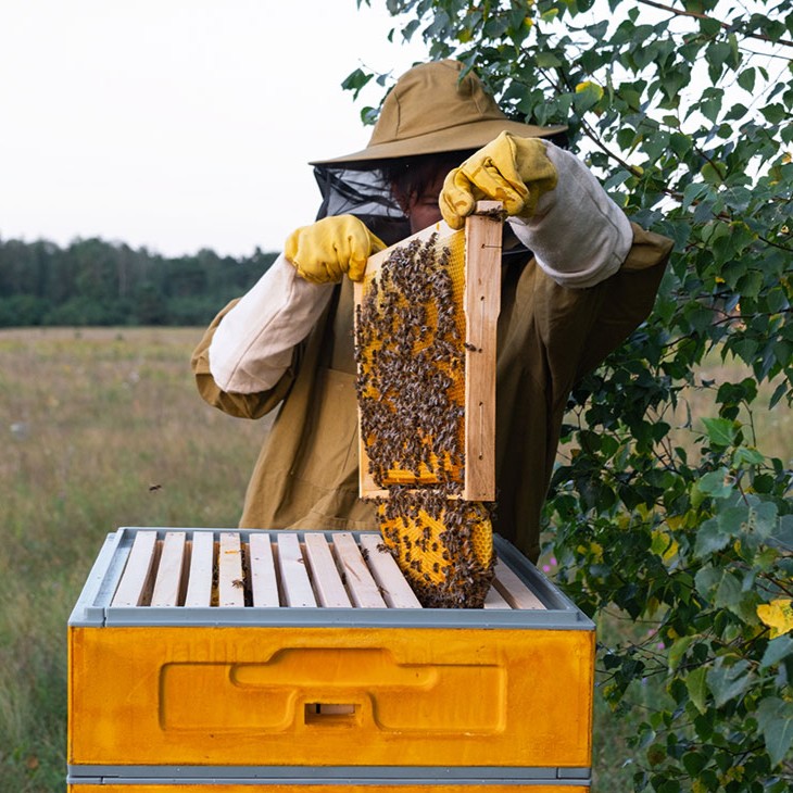 Pitchcare's tweet image. As sustainability shapes modern turf management, greenkeepers are exploring practical ways to boost biodiversity. Introducing honeybee colonies is one highly engaging and effective approach.

Find out how here 👇
pitchcare.com/blogs/news/bee…

#beekeeping #turfmanagement #honeybees