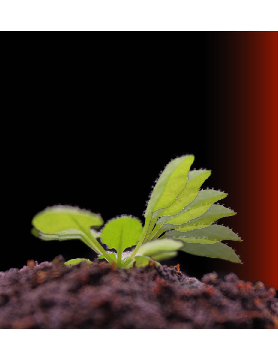 Christian Fankhauser tweet media